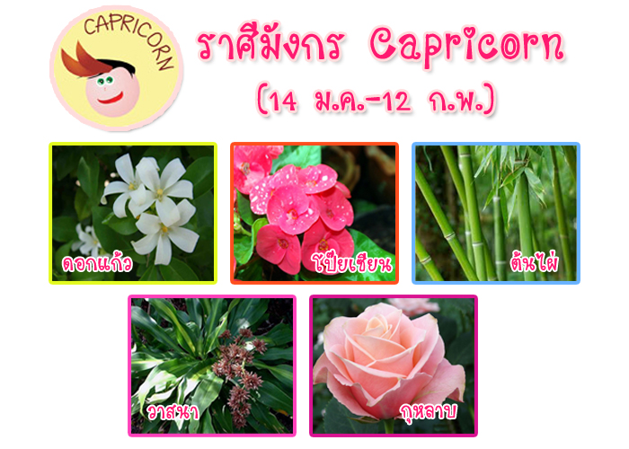 ดอกไม้ราศีมังกร-Capricorn